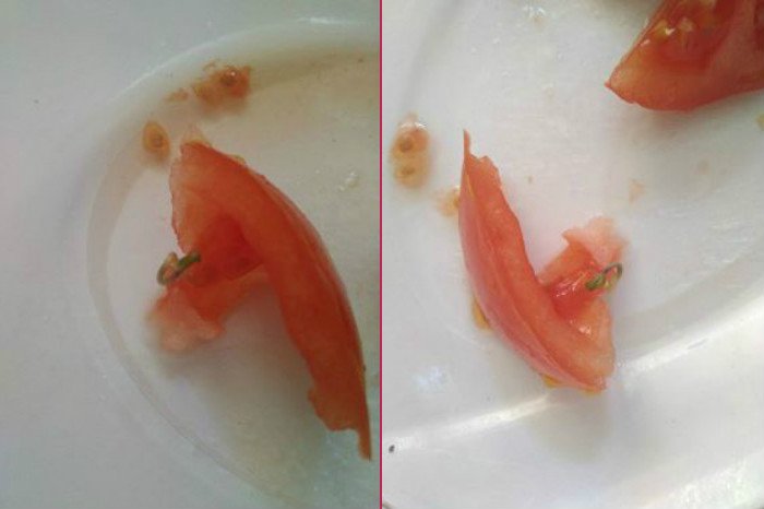 19. Yemek için kesildiğinde filizlendiği görülen bu domates